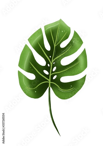 Monstera leaf isolated on white background, top view. Tropical palm leaf digital painting create by procreate. Hand painted botanical illustration. Summertime. 
