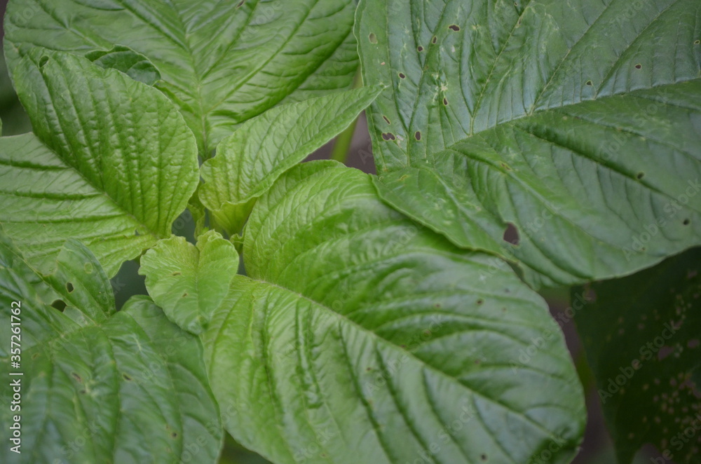 Close-up of young spinach leaves Close-up of young spinach leaves