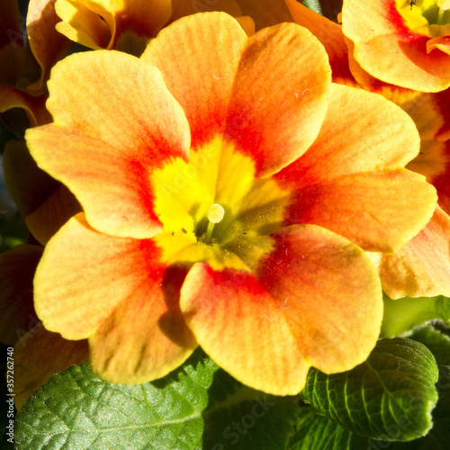 Primrose  in german Primel  