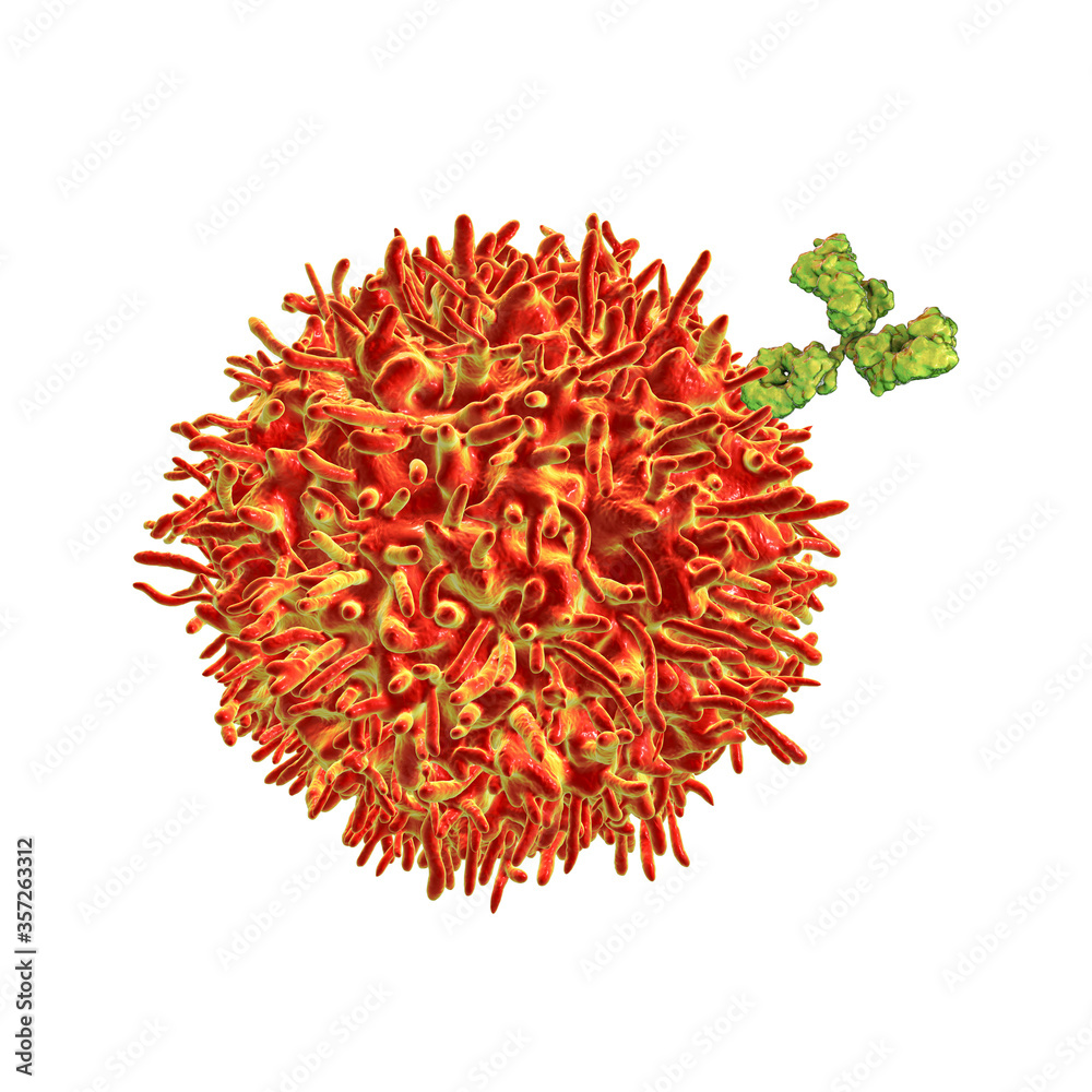 B-cell and antibodies B-cell and antibodies