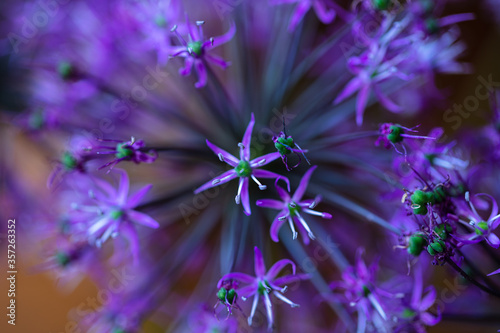 Purple Allium flower blossom. pattern, background