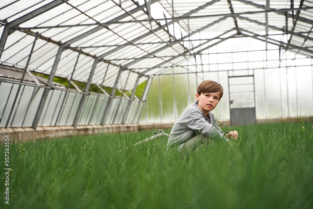 Boy crouching in greenhouse, examining chives Boy crouching in greenhouse, examining chives