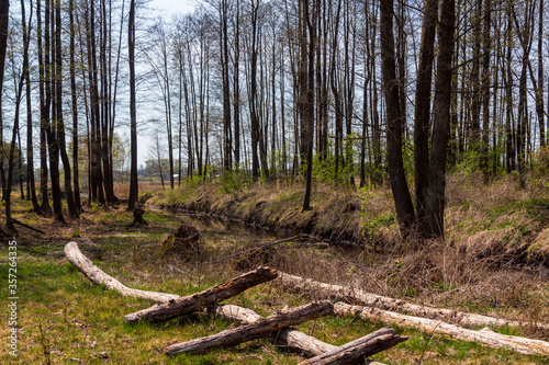 Fototapeta Naklejka Na Ścianę i Meble -  Piękny słoneczny dzień w Dolinie Górnej Narwi, Podlasie, Polska