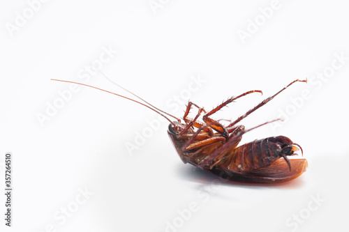 Cockroaches on a white background, carrier disease, hygiene, pest control © Pissanu