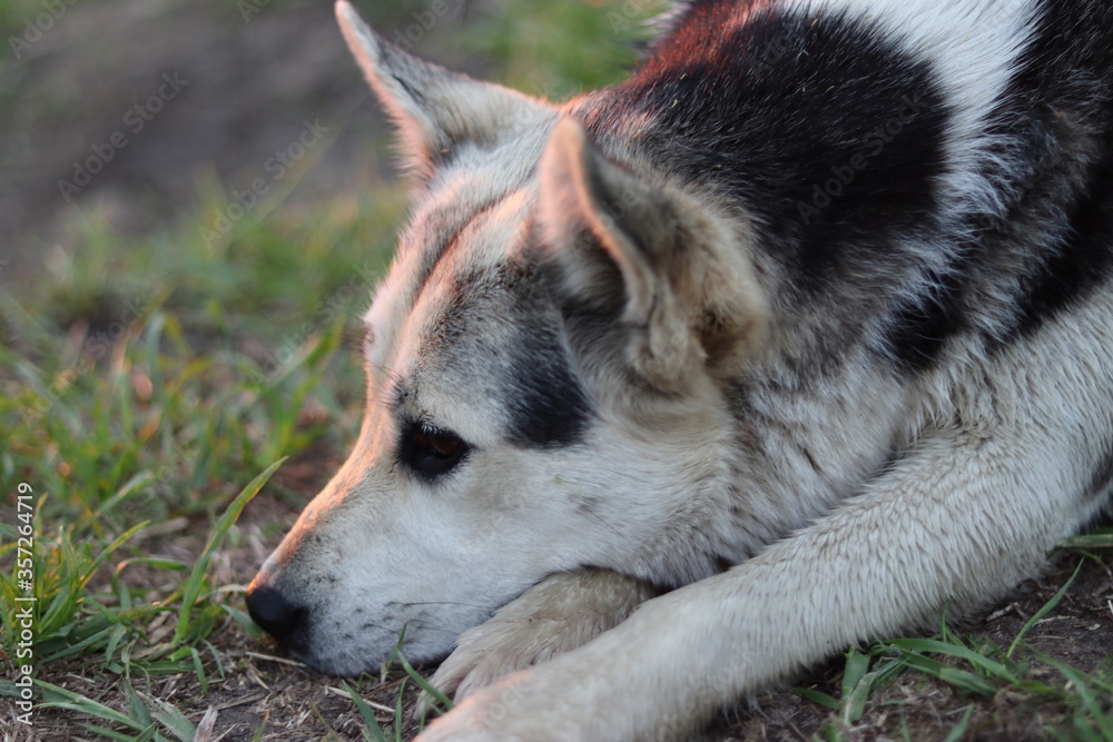 siberian husky dog