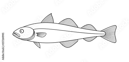 Pollock outline. Isolated pollock on white background