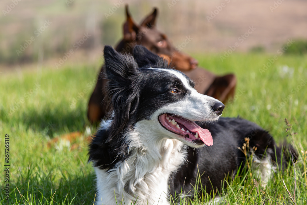 A black and white border collie and a brown-and-tan doberman dobermann dog lie on the green grass and look one way. Horizontal orientation.