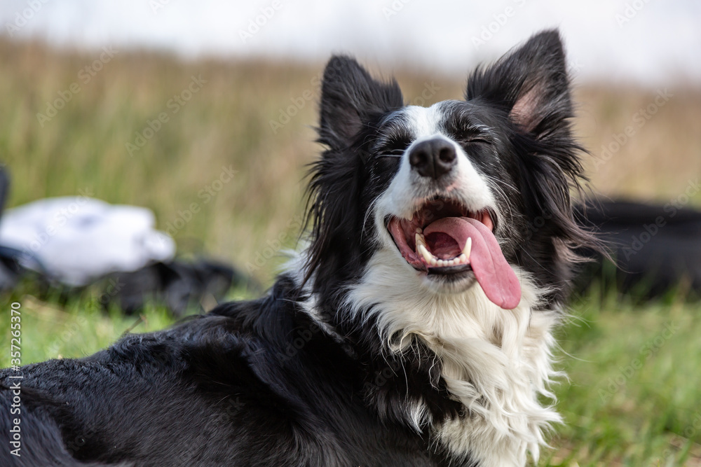 A black and white border collie dog lies in a green field in the heat, sticking out his tongue and squinting his eyes. Horizontal orientation. 