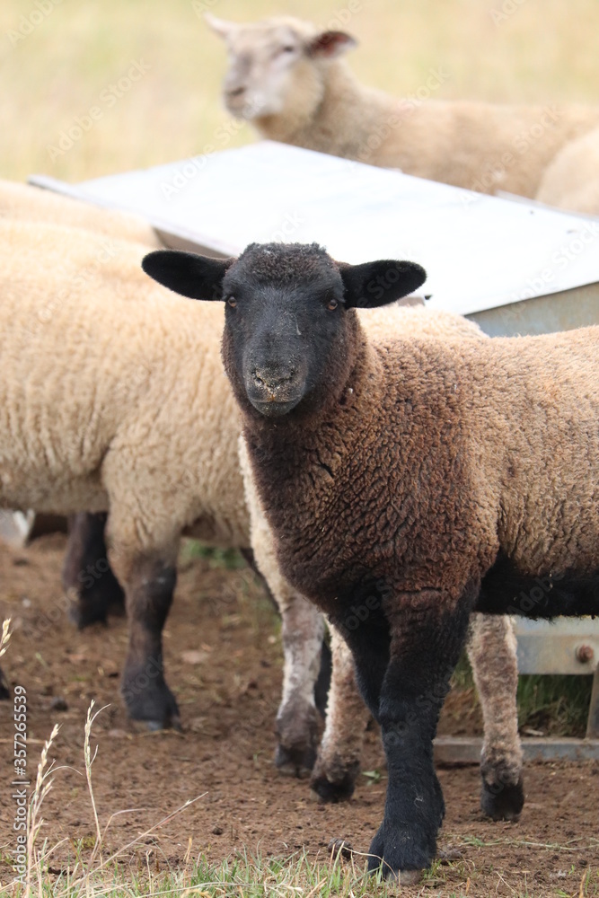 Sheep looking forward 