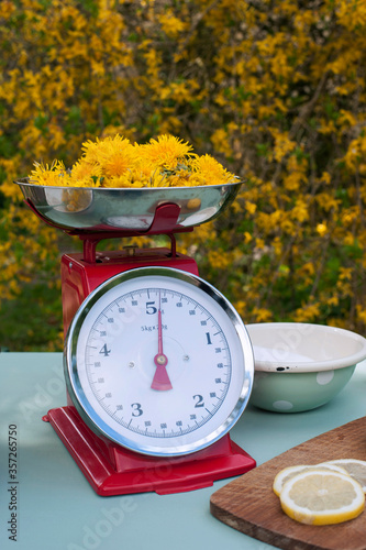 Germany, Old-fashioned kitchen scale?weighing bowl of dandelion heads