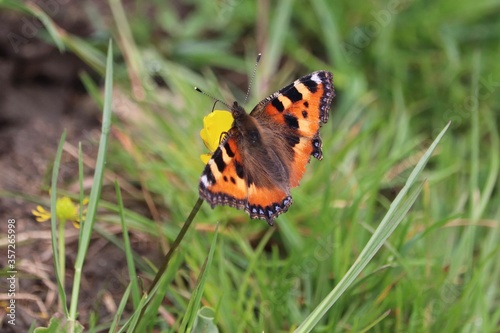 Butterfly wings spread on grass