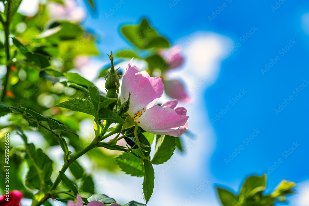 Macro photo of Cherokee rose (rosa laevigata)