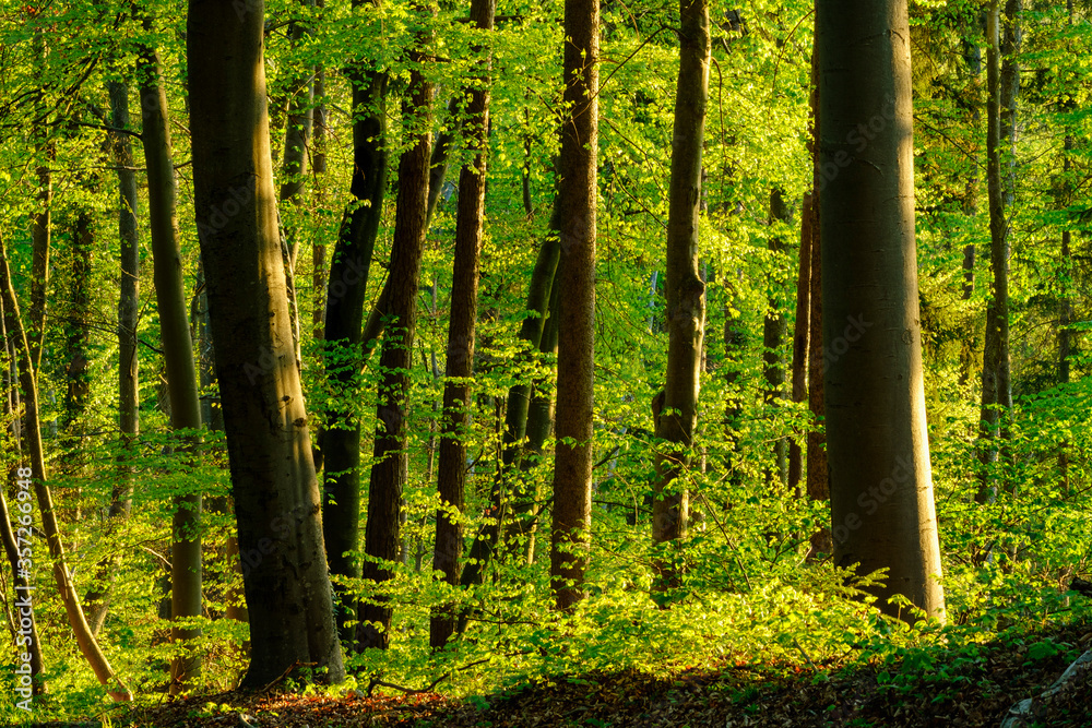 Germany, Bavaria, Vibrant green beech forest in spring Germany, Bavaria, Vibrant green beech forest in spring