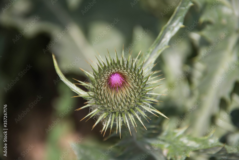 close-up flower with spines and purple mid
close-up flower with spines and purple mid