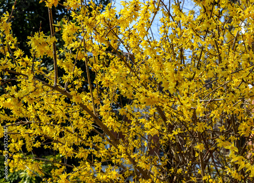 In full bloom. With its bright yellow flowers, the Forsythia bush is one of the first trees to flower in spring. The intense yellow flowers are sure to brighten any garden emerging from a dark winter.