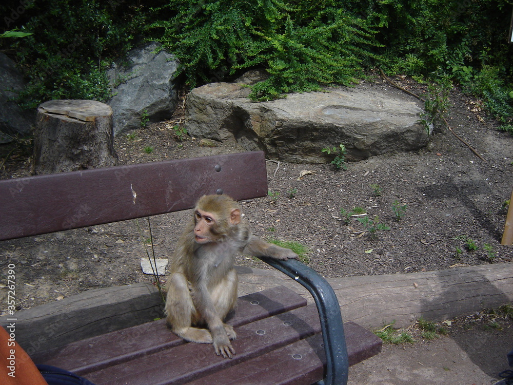 monkey on a bench