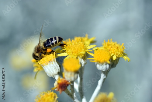 Biene auf Weißfilzigem Greiskraut © christiane65