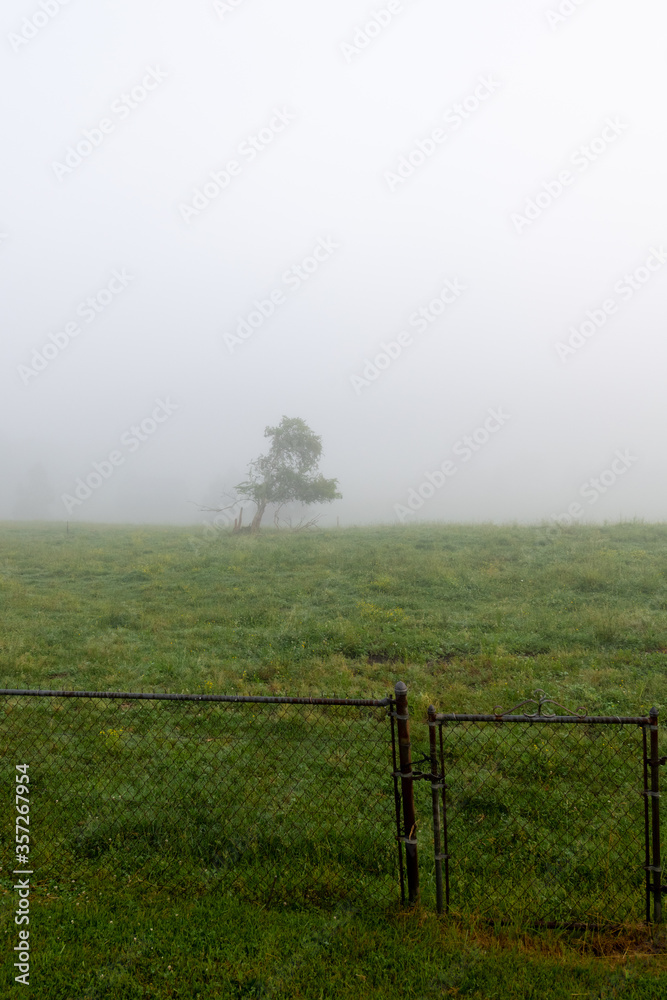 Foggy misty morning sunrise country farm landscape long tree in pasture with fence