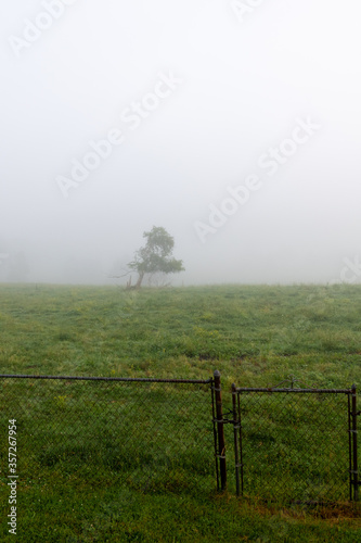 Foggy misty morning sunrise country farm landscape long tree in pasture with fence