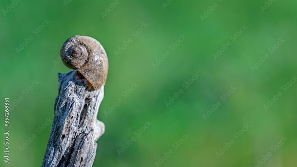 Snail On A Tree
