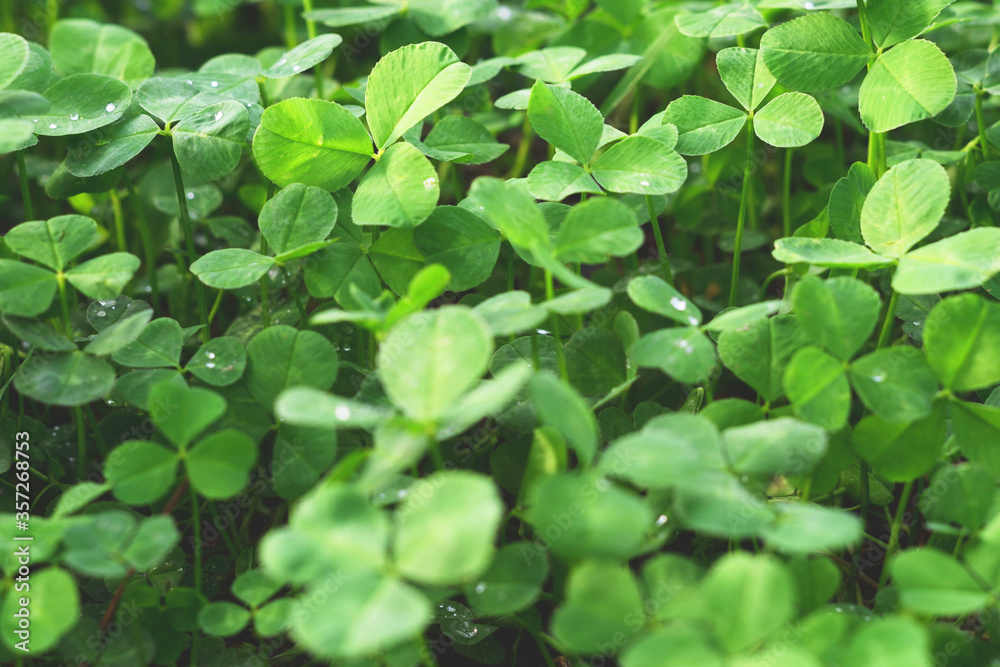 Clover leaves with water drops in the sunlight. Clover leaves on a summer meadow. Background from plant clover four leaf. Irish traditional symbol. Clover leaves with water drops in the sunlight. Clover leaves on a summer meadow. Background from plant clover four leaf. Irish traditional symbol.