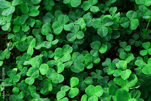 Clover leaves with water drops in the sunlight. Clover leaves on a summer meadow. Background from plant clover four leaf. Irish traditional symbol.  photo