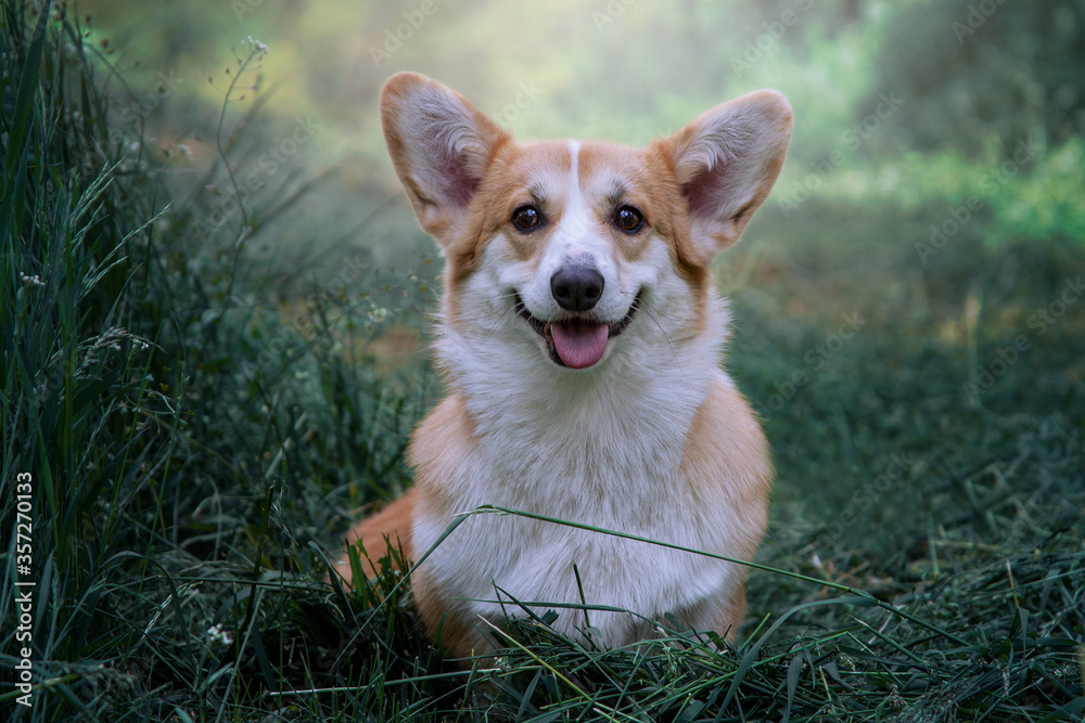 Lovely cute corgi smiling. Dog summer portrait.