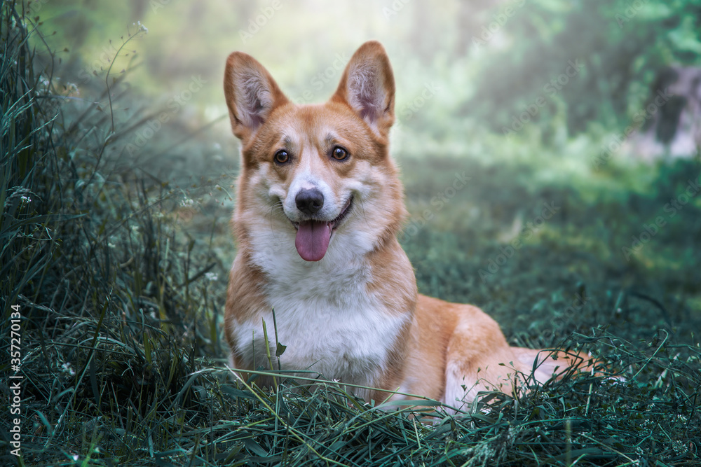 Cute smiling dog sitting on a green grass. Welsh corgi pembroke. Cute smiling dog sitting on a green grass. Welsh corgi pembroke.