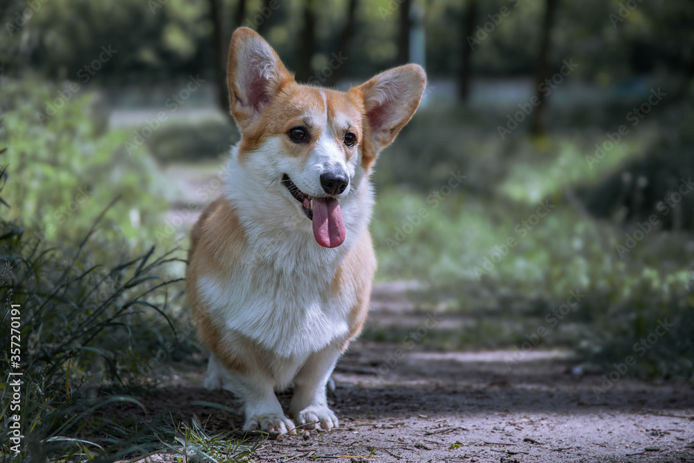 Beautiful corgi standing on a trail in the green summer park. Small happy dog on a walk. Beautiful corgi standing on a trail in the green summer park. Small happy dog on a walk.
