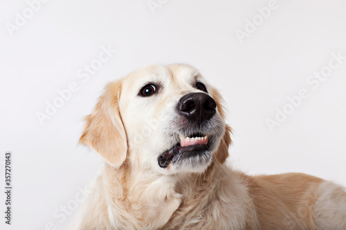 Close up of dog's growling face