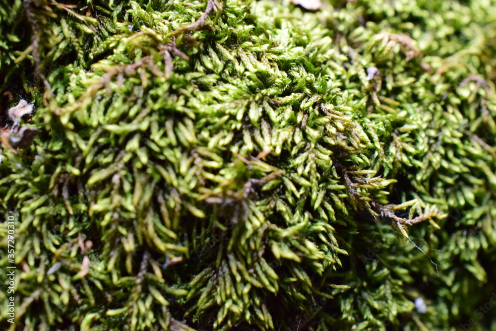 mosses on the birch moss on the birch mosses on the birch moss on the birch