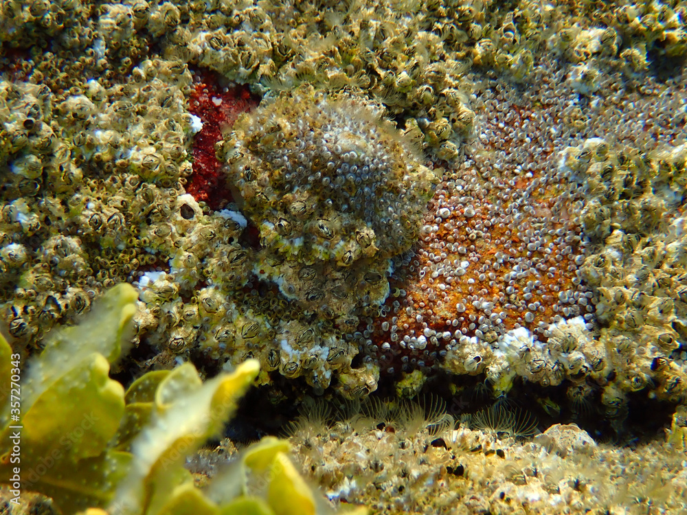 Barnacle photographed in Scotland, in Europe. Picture made in 2019. Barnacle photographed in Scotland, in Europe. Picture made in 2019.
