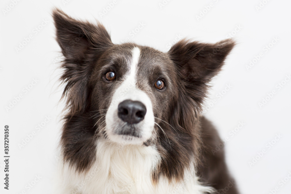 Close up of dog's face Close up of dog's face