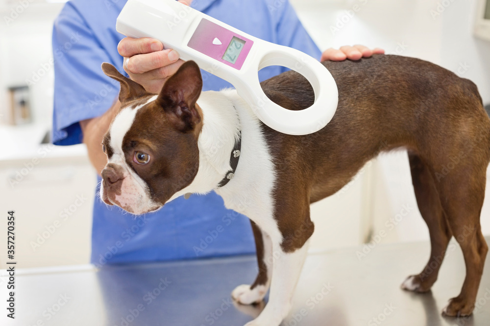Φωτογραφία Veterinarian examining dog in vet's surgery