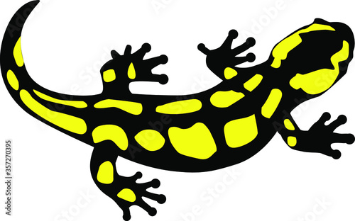 spotted salamander reptile amphibian vector illustration