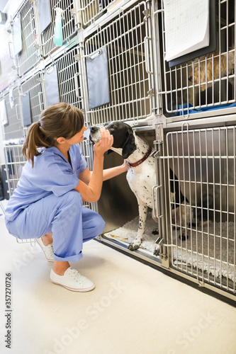 Quadro su tela Vet putting dog in kennel