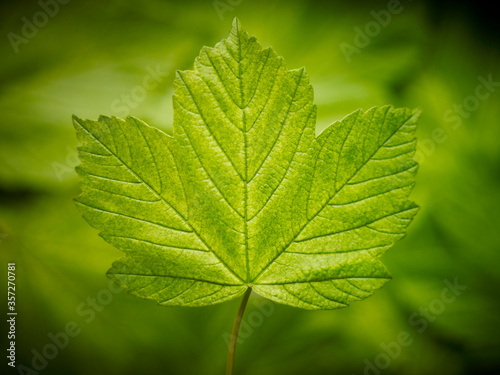 Close up of green leaf © Adam Gault/KOTO