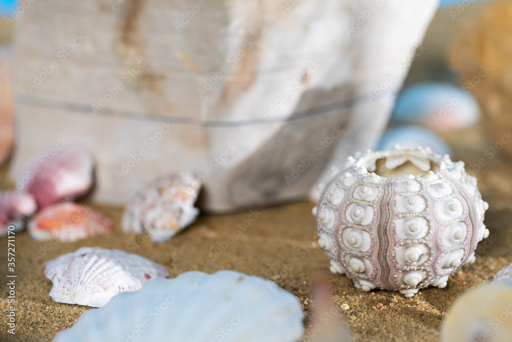 A lot of different snail shells lie on the sandy sea beach on a hot day. A lot of different snail shells lie on the sandy sea beach on a hot day.