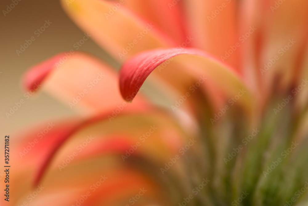 Close up of gerbera daisy petals Close up of gerbera daisy petals