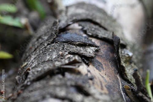 Close up of a dead wooden bench