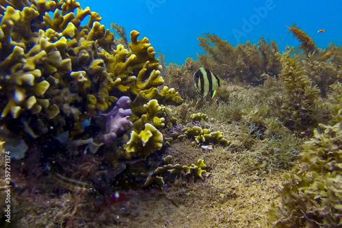 Reef Fishes photographed in Guarapari  in Espirito Santo. Southeast of Brazil. Atlantic Ocean. Picture made in 2020.