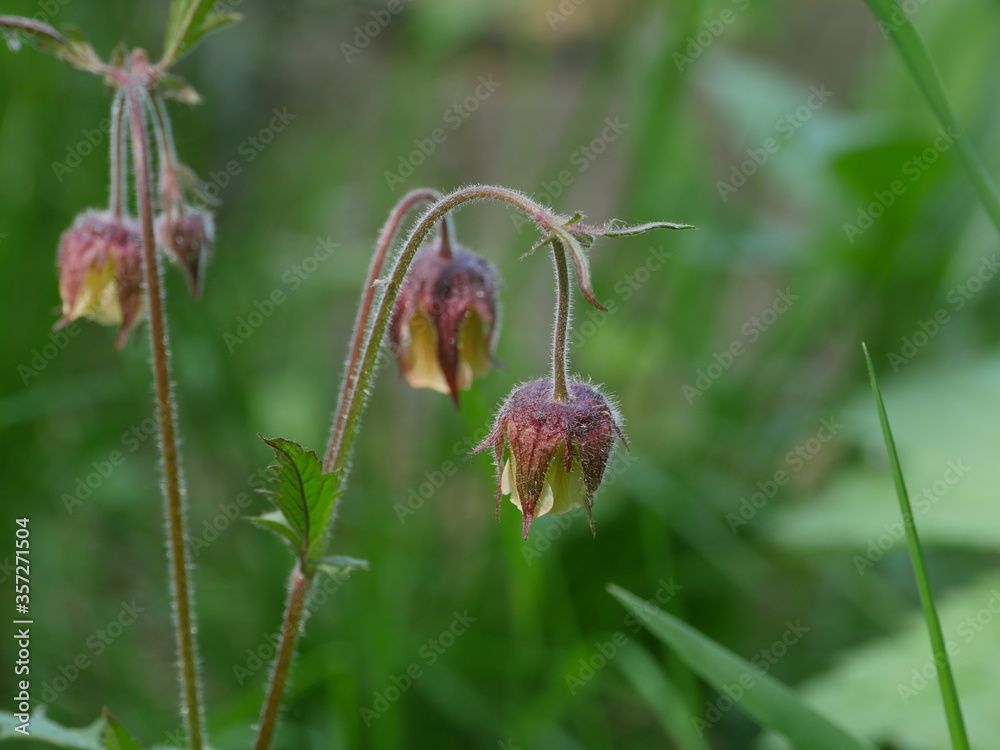 Flowers Geum Rivale close-up, medicinal plant used in folk medicine Flowers Geum Rivale close-up, medicinal plant used in folk medicine