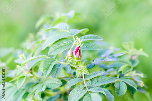 Rosebud on a blurred background. Beautiful flowers of young rosehip. Closed flower. The wild rose Bush.