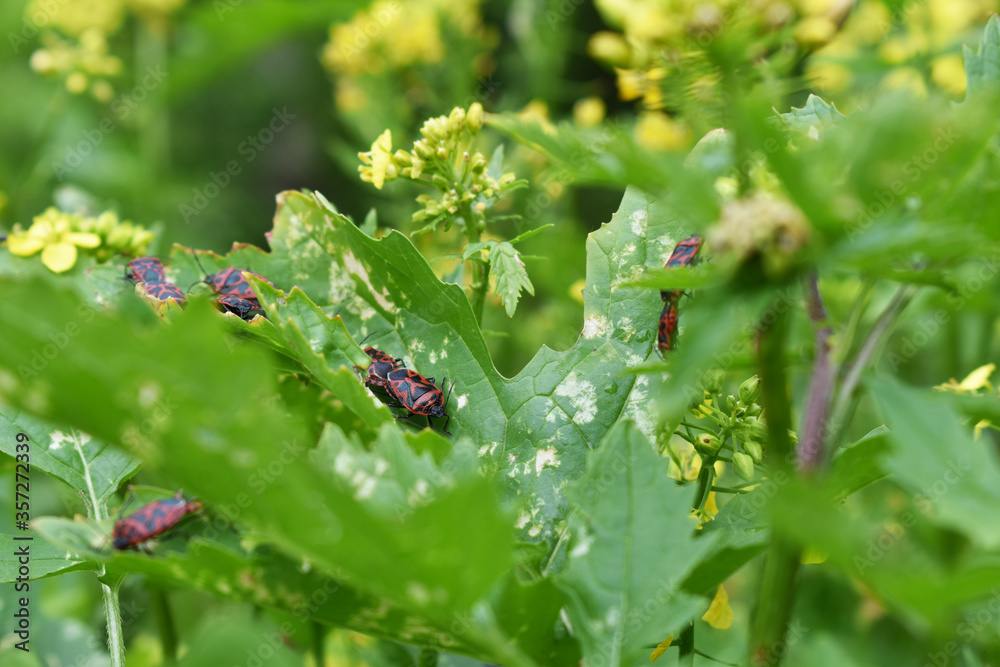 Gemüsewanzen, Eurydema, bei der Paarung, Schäden an Blättern durch Fraß von Wanze Gemüsewanzen, Eurydema, bei der Paarung, Schäden an Blättern durch Fraß von Wanze