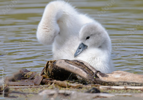 Cygnets