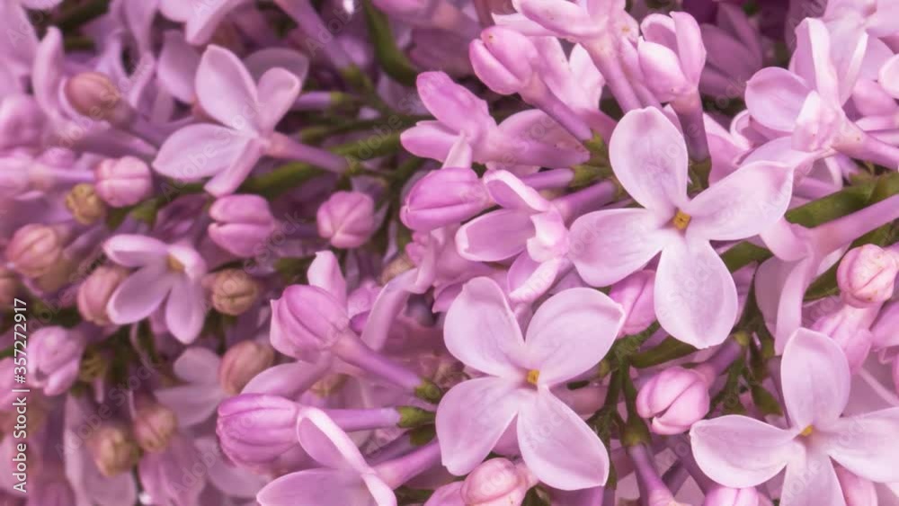 Lilac flowers bunch background. Beautiful opening violet, pink Lilac flowers. Springtime. Spa concept, relaxation. Wedding backdrop. Holiday, love, birthday design Lilac flowers bunch background. Beautiful opening violet, pink Lilac flowers. Springtime. Spa concept, relaxation. Wedding backdrop. Holiday, love, birthday design