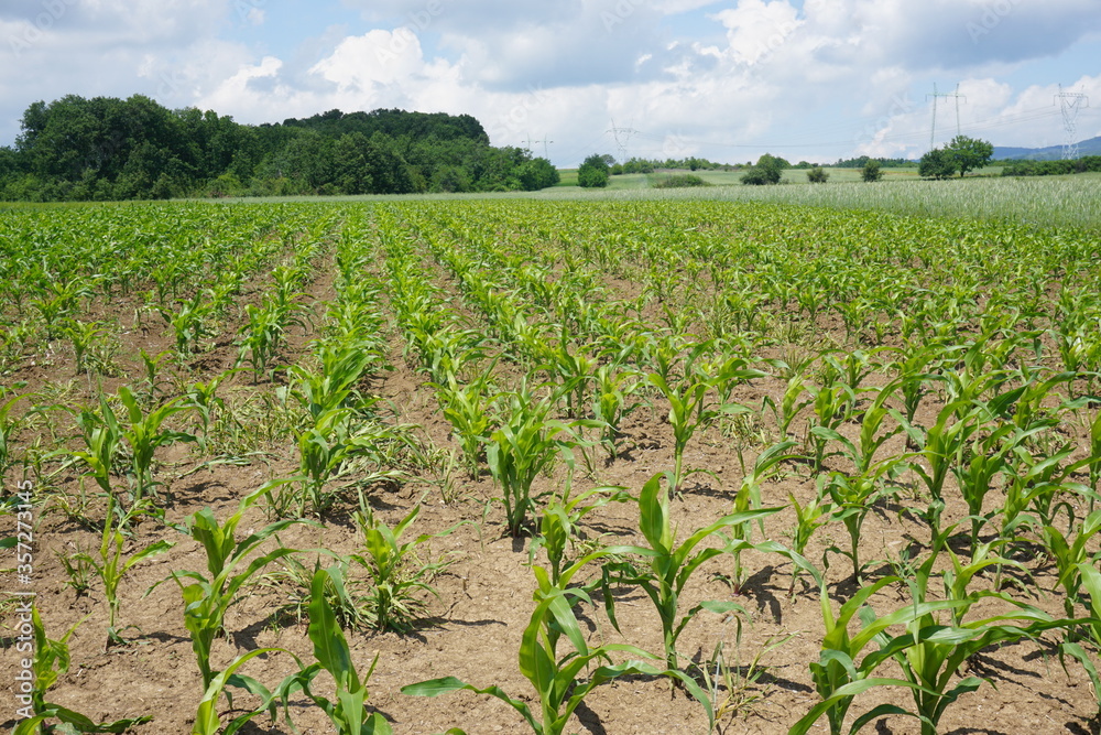 corn field in spring