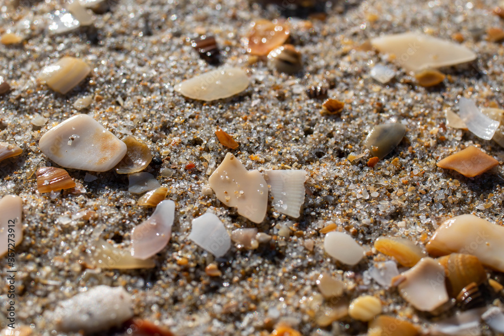 seashell close-up on a beach seashell close-up on a beach