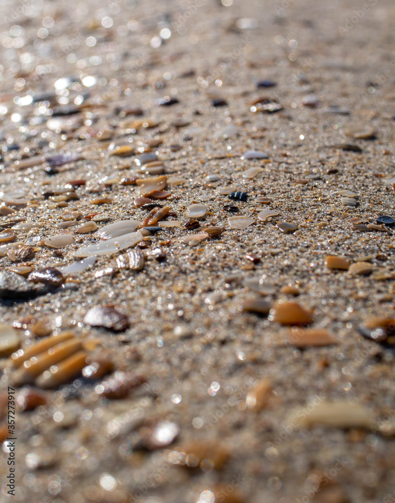 seashell close-up on a beach seashell close-up on a beach
