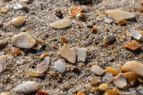 seashell close-up on a beach